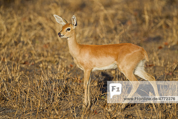 Buschbock, AntilopenArt Tragelaphus sylvaticus im Busch, Krüger
