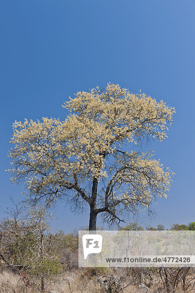 Süßdornakazie (Acacia nigrescens)  Krüger-Nationalpark  Südafrika  Afrika