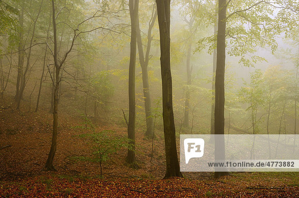 Nebel im Buchenwald im Harz  Sachsen-Anhalt  Deutschland  Europa