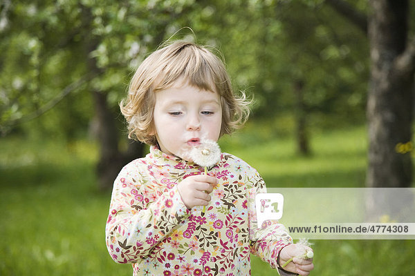 Girl holding a dandelion clock in her hand