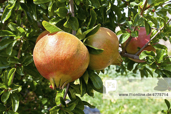 Granatäpfel (Punica granatum)  Zypern