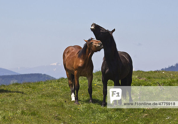 Zwei Pferde wiehern auf der Alm  Sommeralm  Steiermark  Österreich  Europa