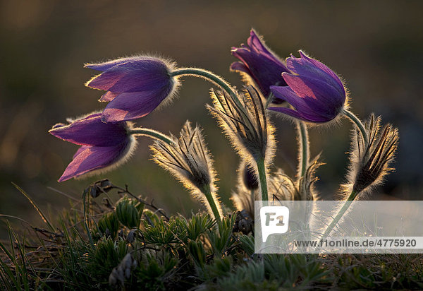 Gewöhnliche Kuhschelle (Pulsatilla vulgaris)  Blüten im Wind bei Gegenlicht  Nationalpark Neusiedlersee  Burgenland  Österreich  Europa