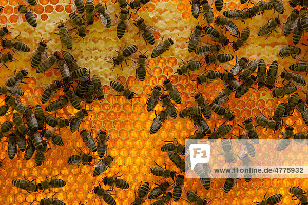 Bienenwabe mit vielen Honigbienen im Gegenlicht
