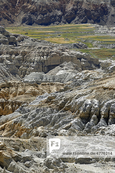 Canyonlandschaft um den Sutley Fluss mit grünen Feldern für Gerste und Rapsanbau im alten Königreich Guge in Westtibet  Himalaya  Provinz Ngari  Tibet  China  Asien