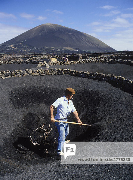 Worker in a lava field  dryland agriculture on lava  volcanic landscape at La Geria  Lanzarote  Canary Islands  Spain  Europe