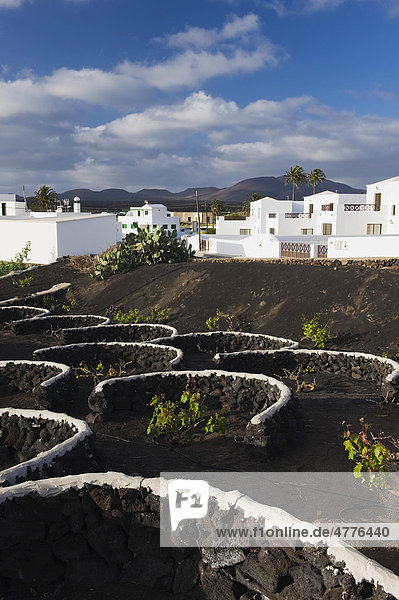 Weinanbau im Lavafeld in Yaiza  Lanzarote  Kanarische Inseln  Spanien  Europa