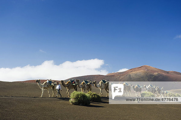 Camel caravan in the volcanic landscape in Montana del Fuego de Timanfaya National Park  Lanzarote  Canary Islands  Spain  Europe