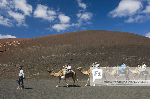 Tourists riding camels in Montana del Fuego de Timanfaya National Park  Lanzarote  Canary Islands  Spain  Europe