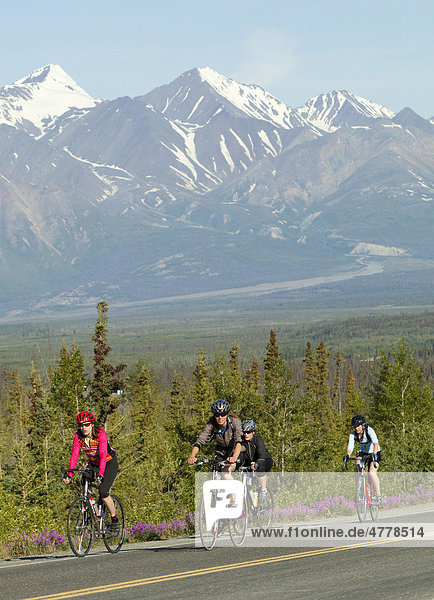 Cyclists at the Kluane Chilkat International Bike Relay  bicycle race from Haines Junction Yukon Territory  Canada to Haines  Alaska  USA  St. Elias Range behind
