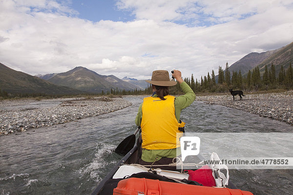 Young woman canoeing  paddling a canoe  Wind River  Northern Mackenzie Mountains  dog on the shore  Yukon Territory  Canada