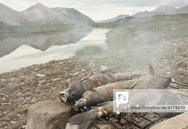 Drei Fische  Äschen (Thymallus arcticus arcticus) liegen auf einem Lagerfeuer  Grillen  Backen  Campen  Wind River  Mackenzie Mountains  Yukon Territory  Kanada