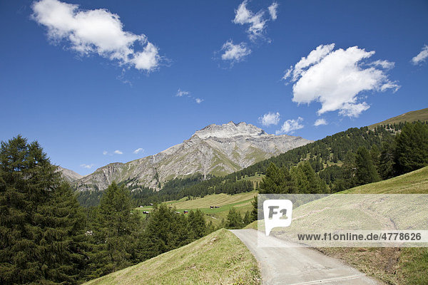 Berglandschaft  Wiesen und sonniger Weg im Unterengadin  Alp Griosch  Graubünden  Schweiz  Europa
