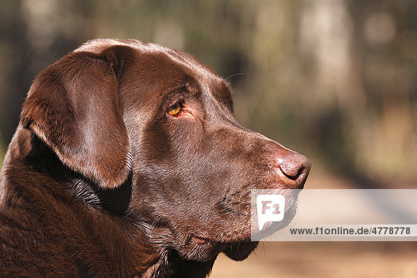 Brauner Labrador Retriever (Canis lupus familiaris)  Porträt  Rüde