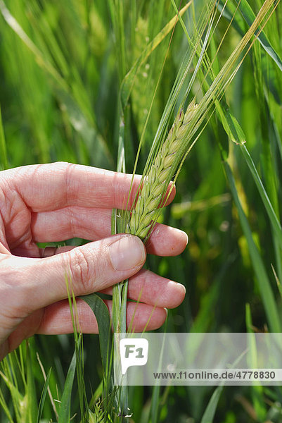 Hand holding Barley (Hordeum vulgare)  Oestergoetland  Sweden  Europe