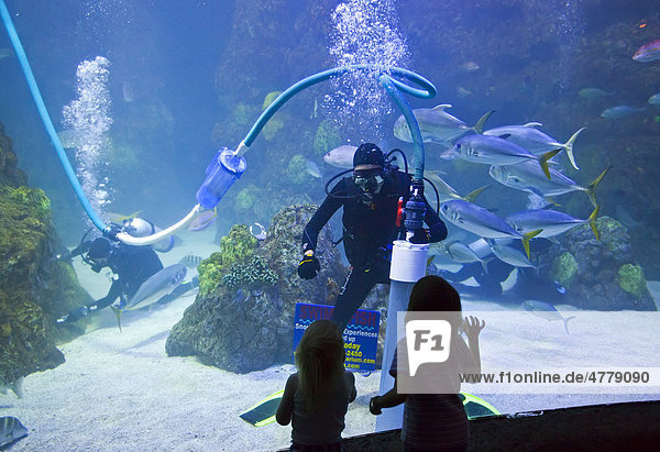 Visitors in an underwater tunnel at the Downtown Aquarium watch a scuba diver cleaning the fish tank  Denver  Colorado  USA