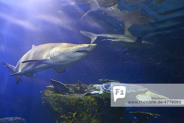 Haie und eine Meeresschildkröte im Downtown Aquarium  Denver  Colorado  USA