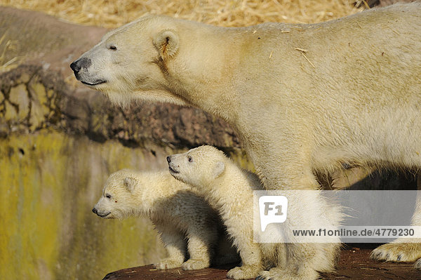 Junge Eisbären und Mutter