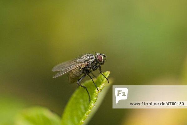 Stable Fly  Biting House Fly or Dog Fly (Stomoxys calcitrans) on a leaf  West Jutland  Denmark
