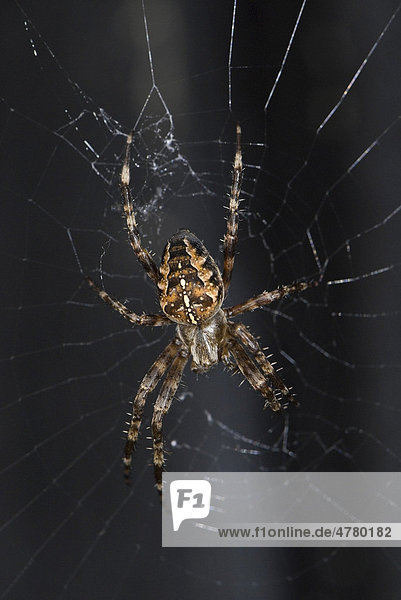 European Garden Spider  Cross Spider or Cross Orbweaver (Araneus diadematus) on their web