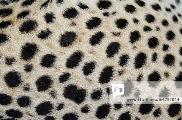 Gepard (Acinonyx jubatus)  Alttier  Nahaufnahme des Fells  Muster  Südafrika