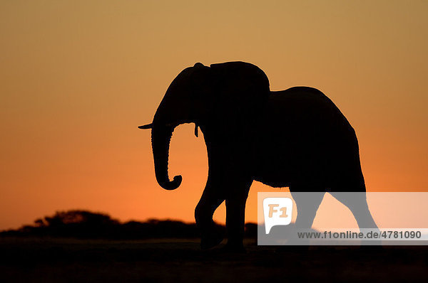 Afrikanischer Elefant Loxodonta Africana Alttier Silhouette Bei Sonnenuntergang Botswana Afrika