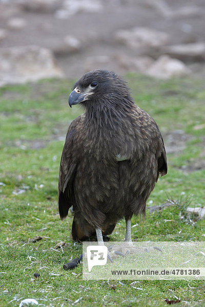 Falklandkarakara (Phalcoboenus australis)  nicht-brütender Vogel  Falkland-Inseln  Südatlantik