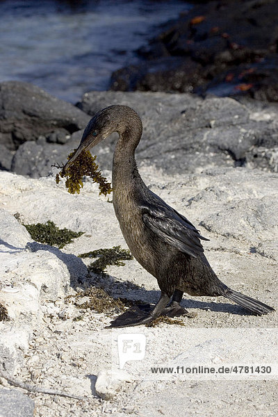 Flugunfähige Galapagosscharbe oder Stummelkormoran (Phalacrocorax harrisi)  mit Seetang  Galapagos-Inseln  Pazifik