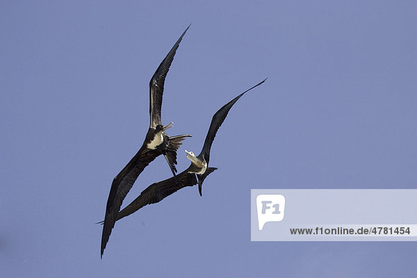 Bindenfregattvogel (Fregata minor ridgwayi). ausgewachsenes Weibchen im Flug mit Jungvogel  Insel Genovesa  Galapagos-Inseln  Pazifik