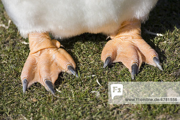 penguin webbed feet