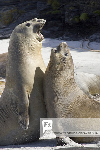 Southern elephant seal (Mirounga leonina)  young adults fighting on beach  Falkland Islands  South Atlantic Ocean