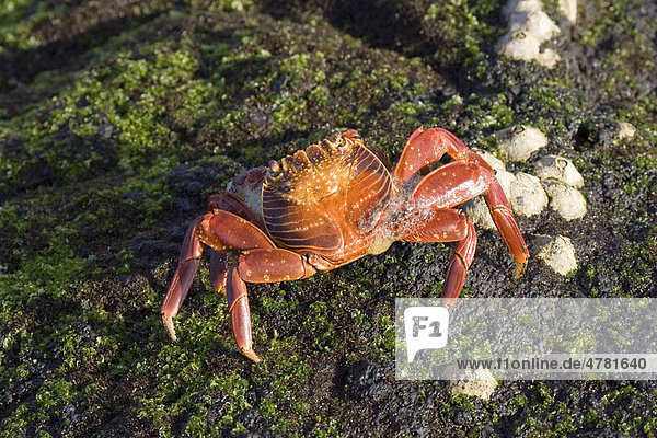 Sally Lightfoot Crab (Grapsus grapsus)  Gal·pagos Islands  Pacific Ocean