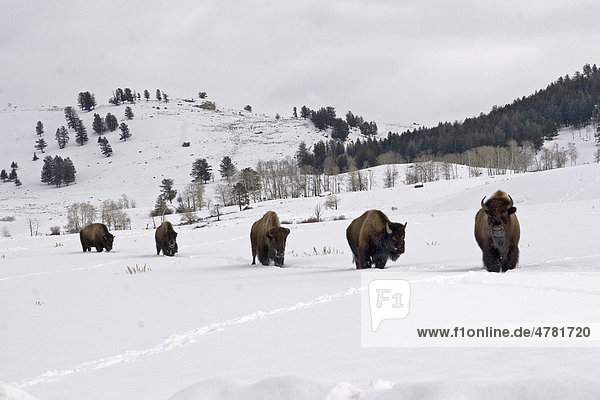 Amerikanischer Bison oder Büffel (Bison bison)  Herde beim Wandern im Schnee  Yellowstone-Nationalpark  USA