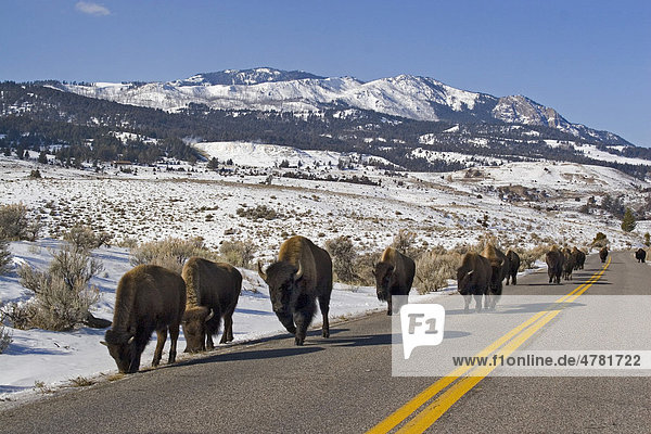 Amerikanischer Bison oder Büffel (Bison bison)  Herde läuft die Straße entlang  Yellowstone-Nationalpark  USA
