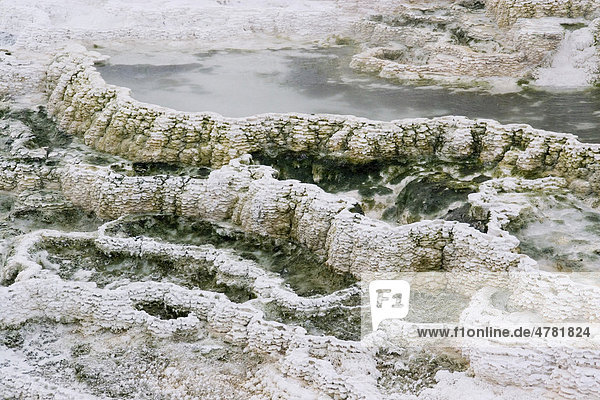 Travertin-Ablagerungen bilden eine Krustenterrasse  Mammoth Hot Springs  Yellowstone-Nationalpark  Wyoming  USA  Nordamerika