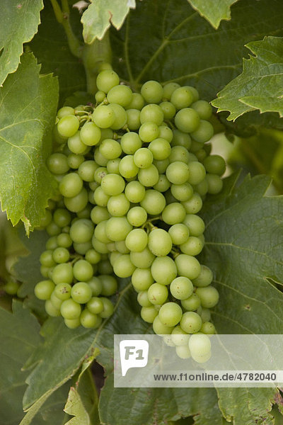 Junge weiße Weintrauben
