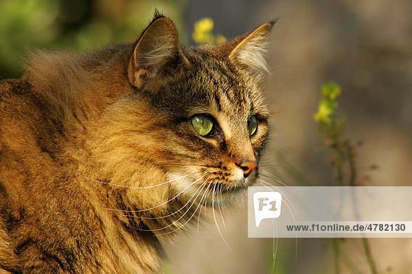 Hauskatze (Felis catus)  Porträt  im gefleckten Sonnenlicht  Swasiland  Afrika