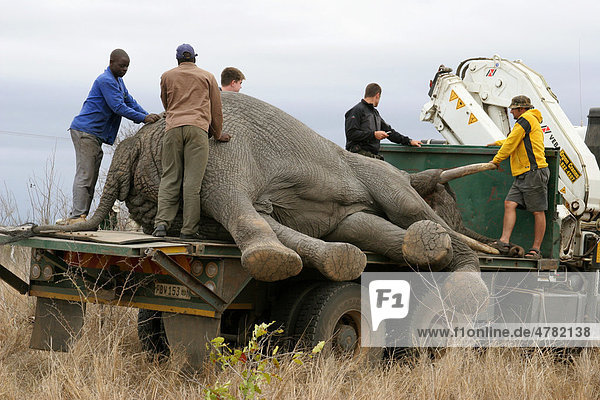 African Elephant (Loxodonta africana)  bull being hoisted onto truck for relocation  Sabi Sand Game Reserve  South Africa  Africa
