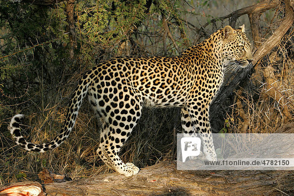 Leopard (Panthera Pardus) 42 Monate altes Weibchen steht auf Baumstamm Sabi Sand Game Reserve Südafrika Afrika
