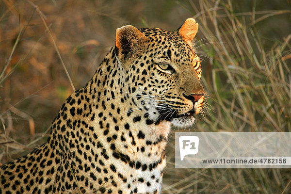 Leopard (Panthera pardus) Weibchen Portrait schaut in die Ferne Sabi Sand Game Reserve Südafrika Afrika