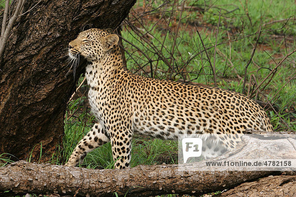 Leopard (Panthera Pardus) weibliches Jungtier reibt den Kopf an Baum Markierung Sabi Sand Game Reserve Südafrika Afrika
