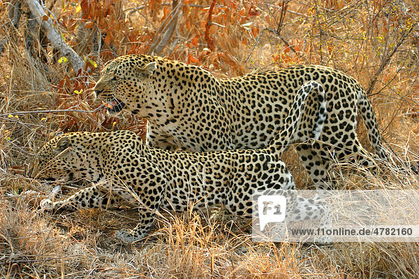 Leopard (Panthera pardus) Paarung Sabi Sand Game Reserve Südafrika Afrika