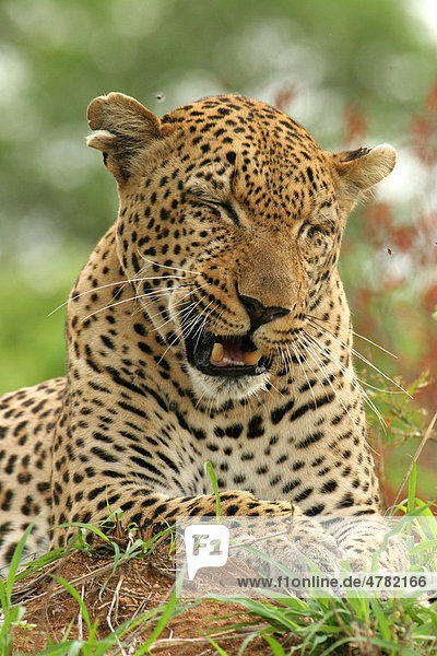 Leopard (Panthera pardus) männliches Alttier Porträt schüttelt Kopf um Fliegen zu verscheuchen Sabi Sand Game Reserve Südafrika Afrika