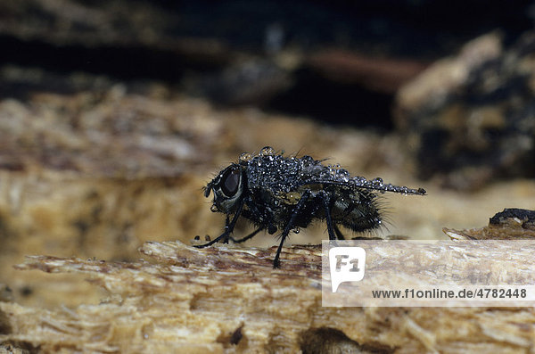 Echte Fliege (Muscidae)  kommt aus dem Winterschlaf  Michigan  USA  Amerika