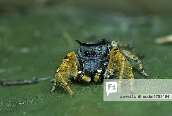 Jumping Spider (Phidippus arizonensis),  close-up,  USA