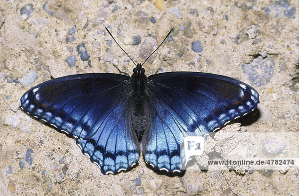 Schmetterlings-Art (Basilarchia Astyanax)  Michigan  USA