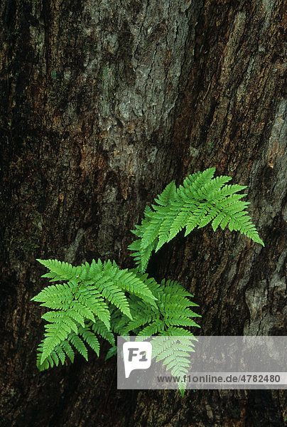 Dorniger Wurmfarn (Dryopteris spinulosa)  auf Eichenstamm  Michigan  USA