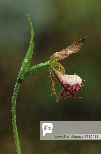 Widder-Frauenschuh  Gehörnter Frauenschuh (Cypripedium arietinum) Blüte  Michigan  USA