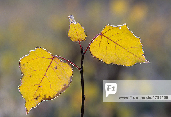 Kanadische Schwarz-Pappel  Amerikanische Schwarz-Pappel (Populus deltoides)  Frost auf Blättern  Michigan  USA  Amerika