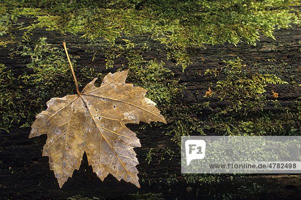 Zucker-Ahorn (Acer saccharum)  Blatt auf auf einem moosbedeckten Baumstamm  Michigan  USA